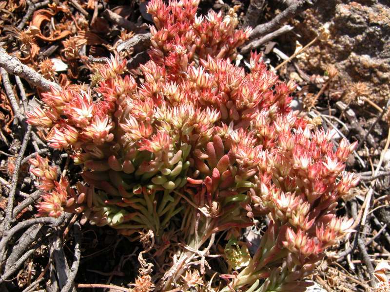Sedum rubens / Borracina rossa